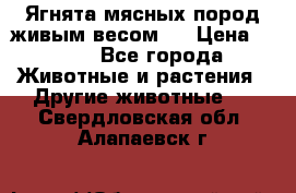 Ягнята мясных пород живым весом.  › Цена ­ 125 - Все города Животные и растения » Другие животные   . Свердловская обл.,Алапаевск г.